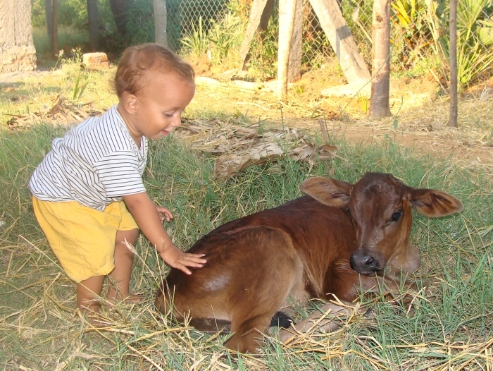 surya_mit_kaelbchen.jpg surya_mit_kaelbchen.jpg